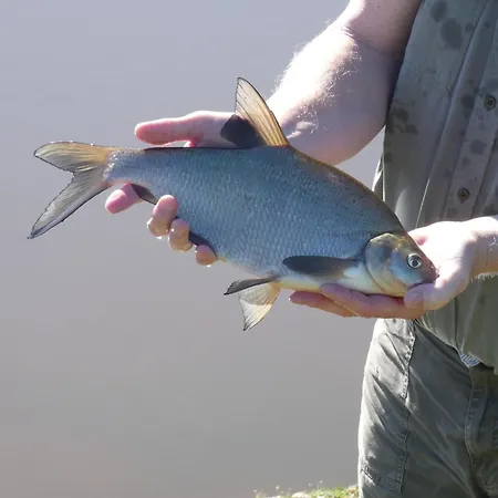 L'atelier Des Hirondelles * Alexain