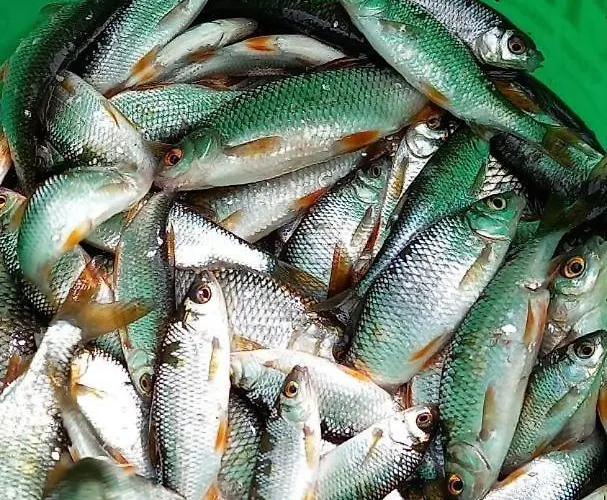 Tatil Evi L'atelier Des Hirondelles