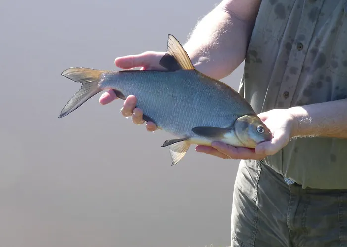 L'atelier Des Hirondelles * Alexain